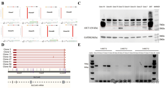 1774517128.png 图片.png